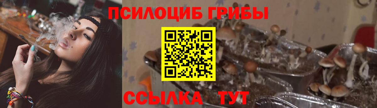 Псилоцибиновые грибы мицелий Кингисепп